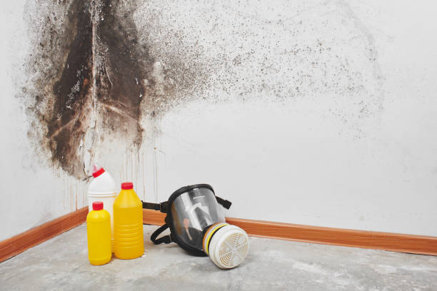 Best Professional Mold Removal  in West Park, FL