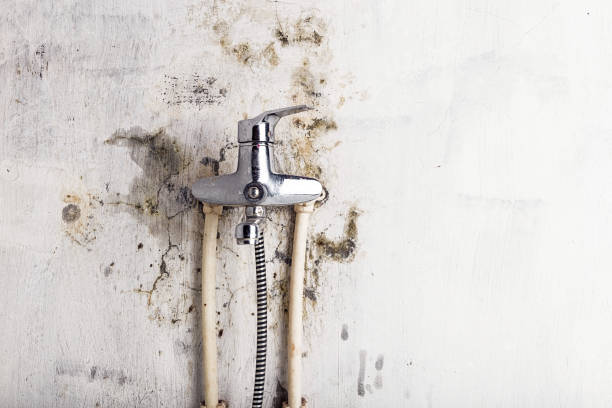 Best Commercial Mold Removal  in West Park, FL