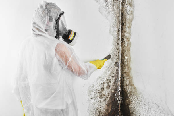 Best Local Mold Removal Service  in West Park, FL