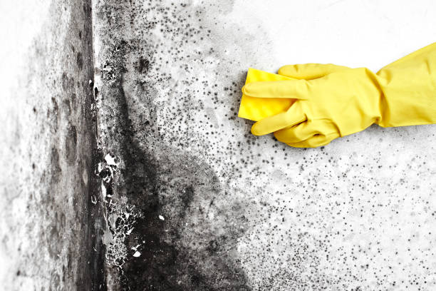 Best Emergency Mold Removal  in West Park, FL