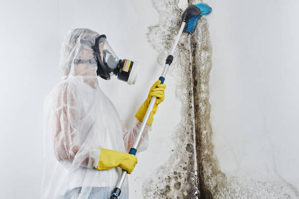 Best Toxic Mold Removal  in West Park, FL