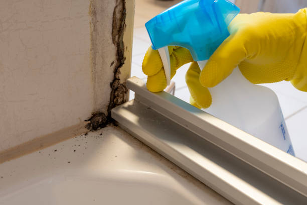 Best Mold Damage Repair  in West Park, FL