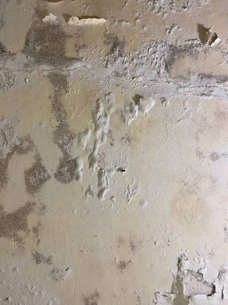 Best Home Mold Removal  in West Park, FL