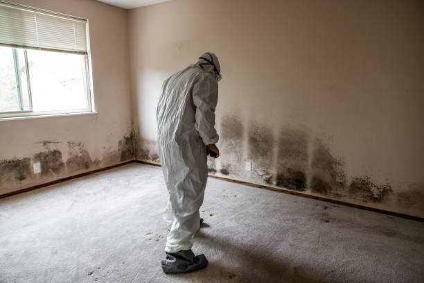 Best Mold Testing and Removal  in West Park, FL