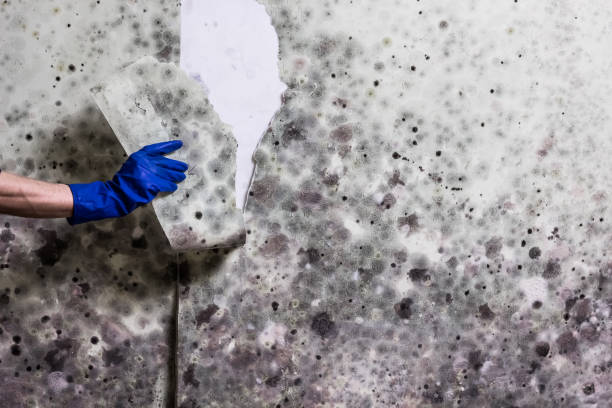 Best Mold Damage Repair  in West Park, FL
